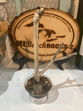 Load image into Gallery viewer, Lake Huron Michigan Petoskey Stone Driftwood Jewelry Tree
