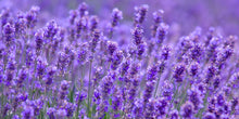 Load image into Gallery viewer, Travel Size Lavender Goats Milk Soap